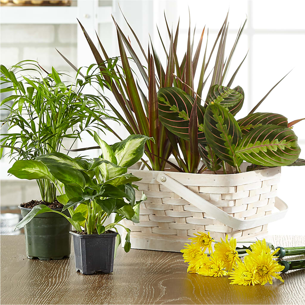 Florist Designed Blooming and Green Plants in a Basket – A Miracle Florist, Oxnard CA