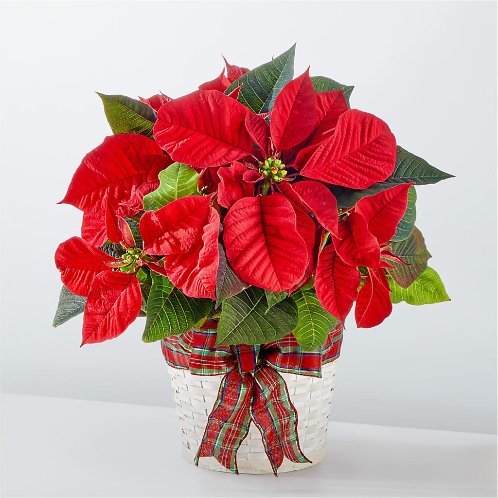 Happiest Holidays Poinsettia – A Miracle Florist, Oxnard CA
