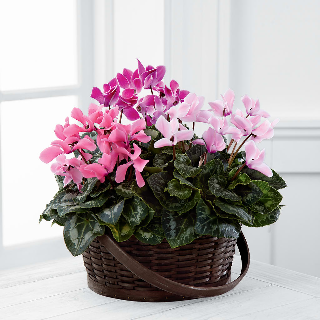 Mixed Cyclamen Planter – A Miracle Florist, Oxnard CA