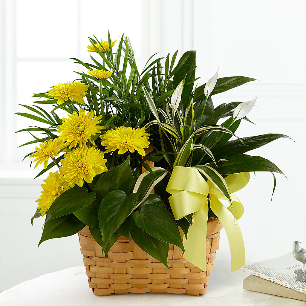 Loving Light Dishgarden – A Miracle Florist, Oxnard CA
