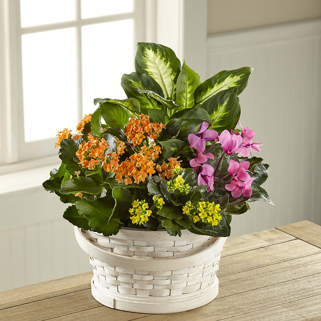 Color Crush Dishgarden – A Miracle Florist, Oxnard CA