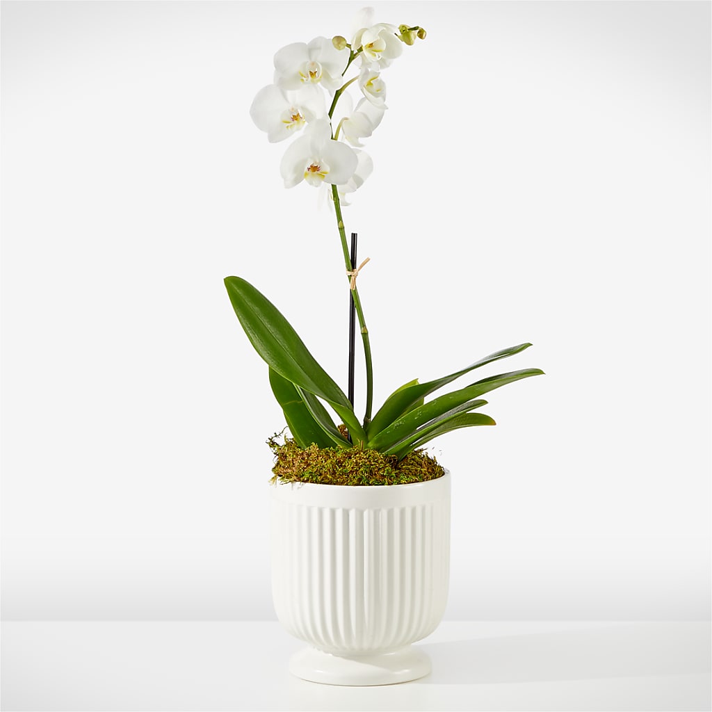 Whispering White Orchid – A Miracle Florist, Oxnard CA
