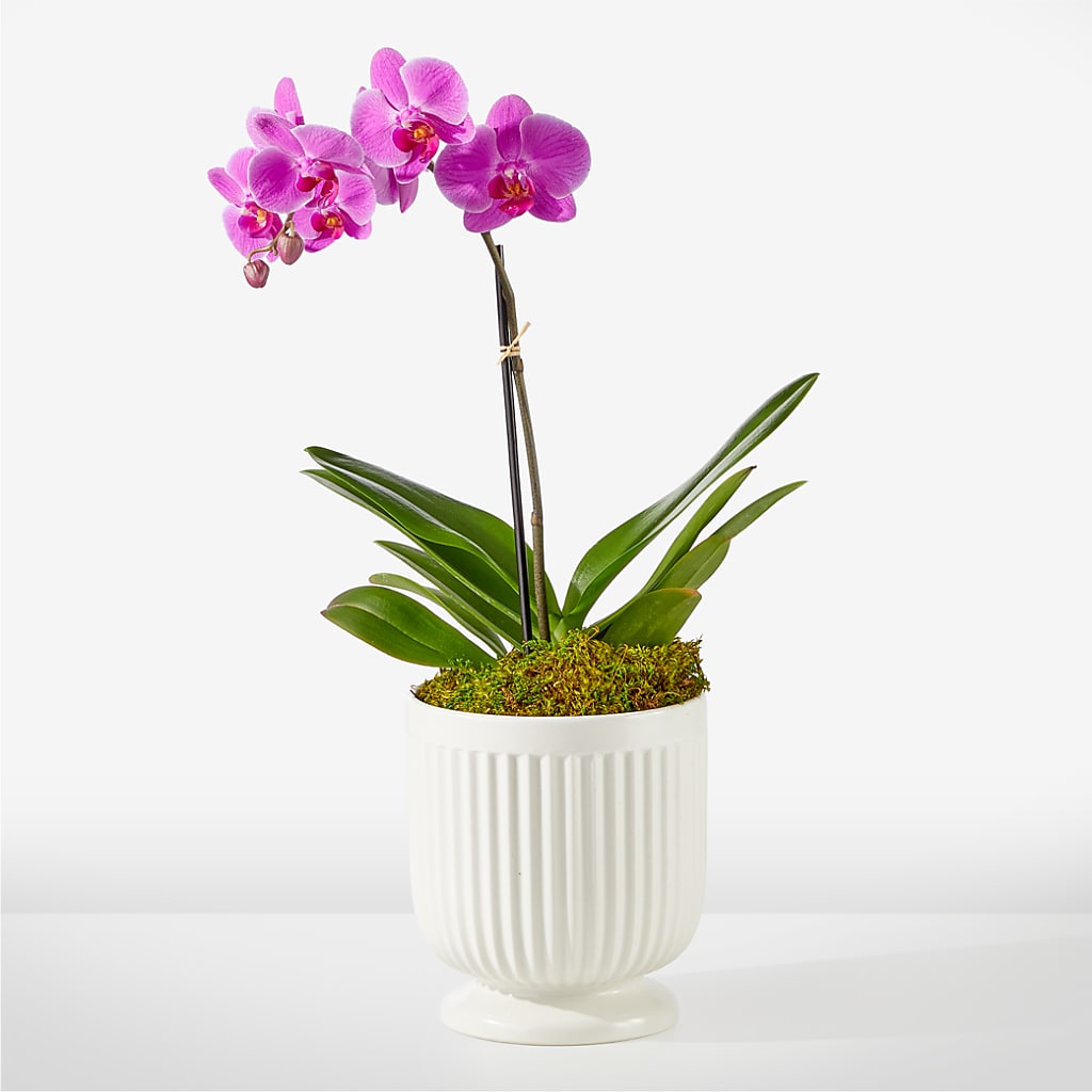 Friendly Fuchsia Orchid – A Miracle Florist, Oxnard CA