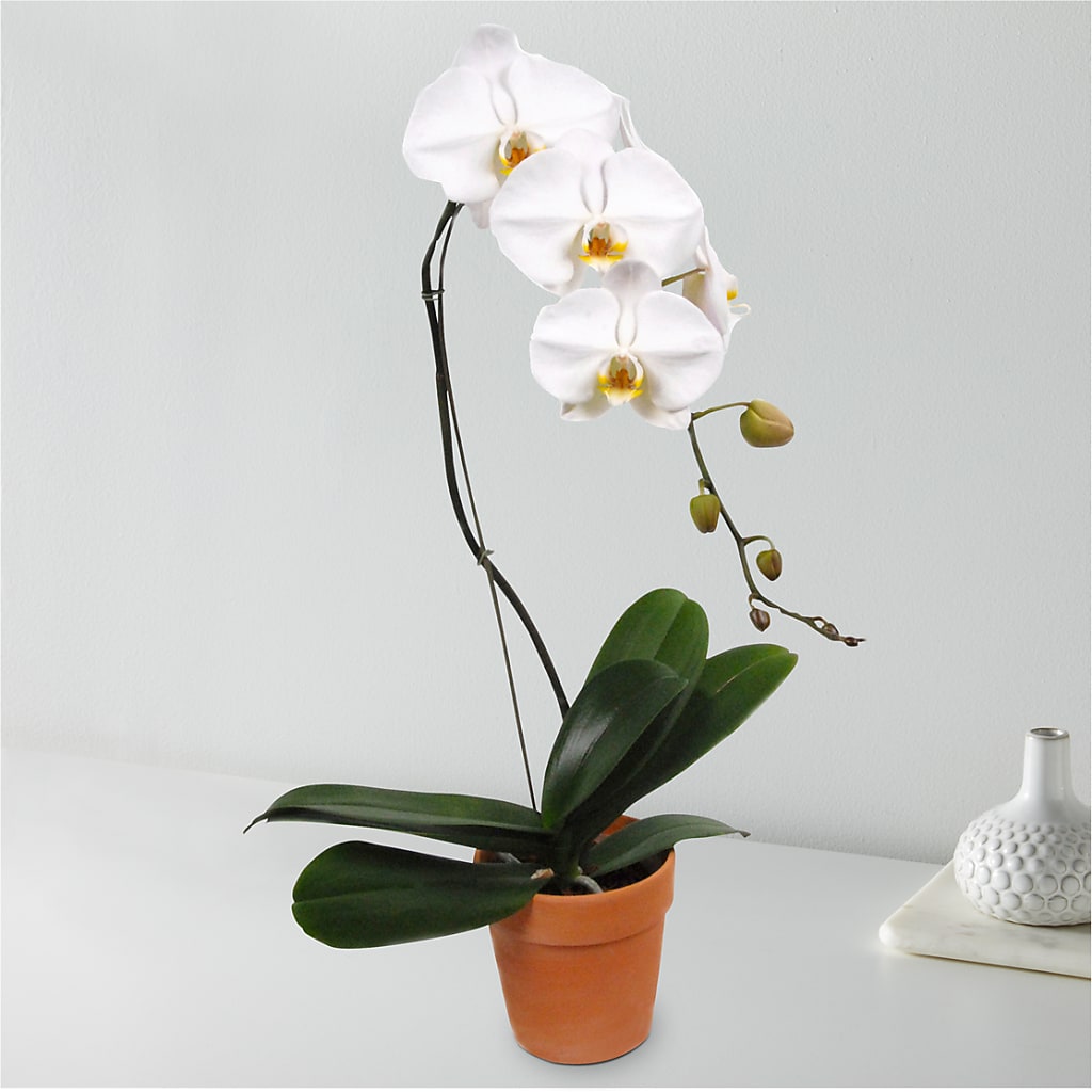 White Cascading Orchid – A Miracle Florist, Oxnard CA