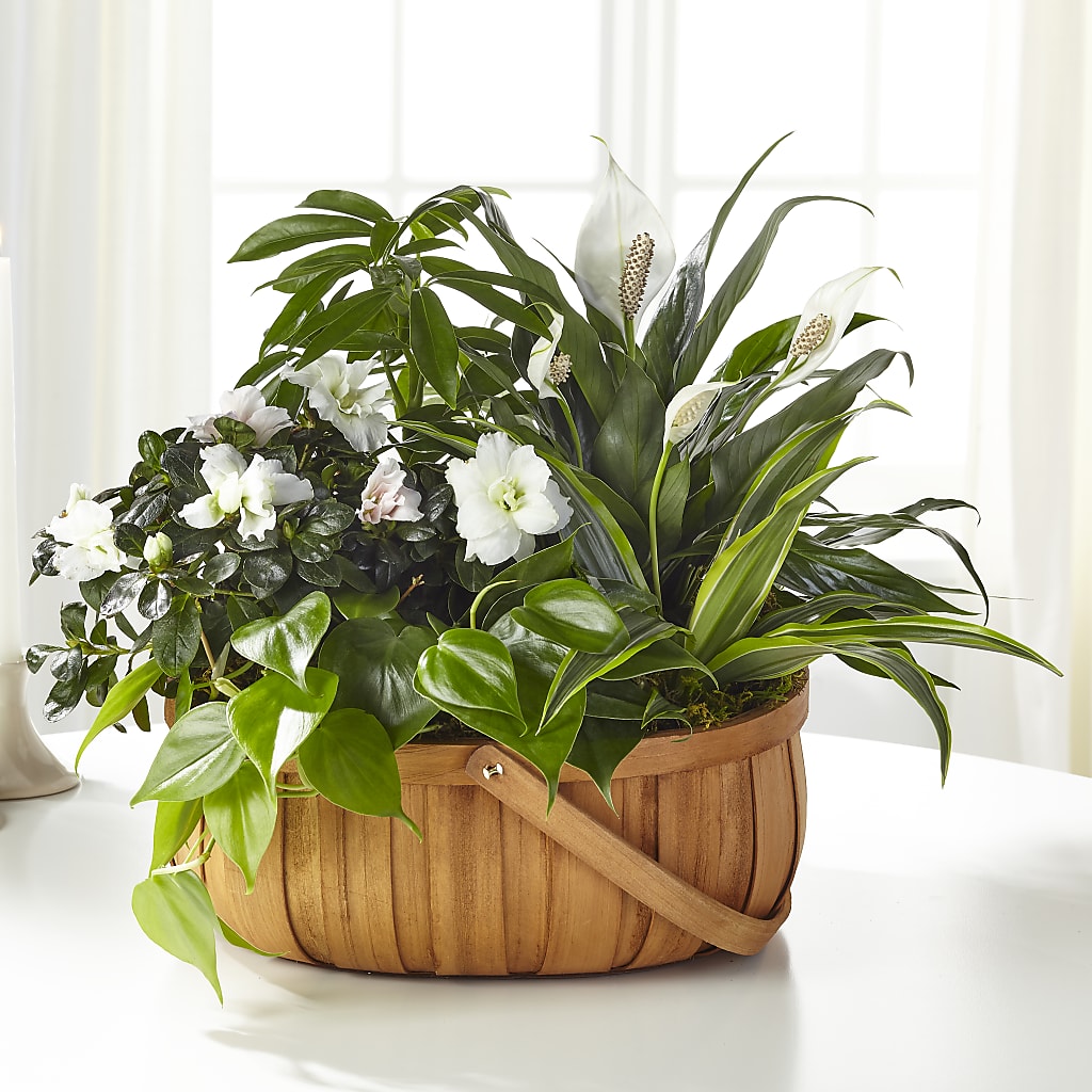Serene Dishgarden – A Miracle Florist, Oxnard CA