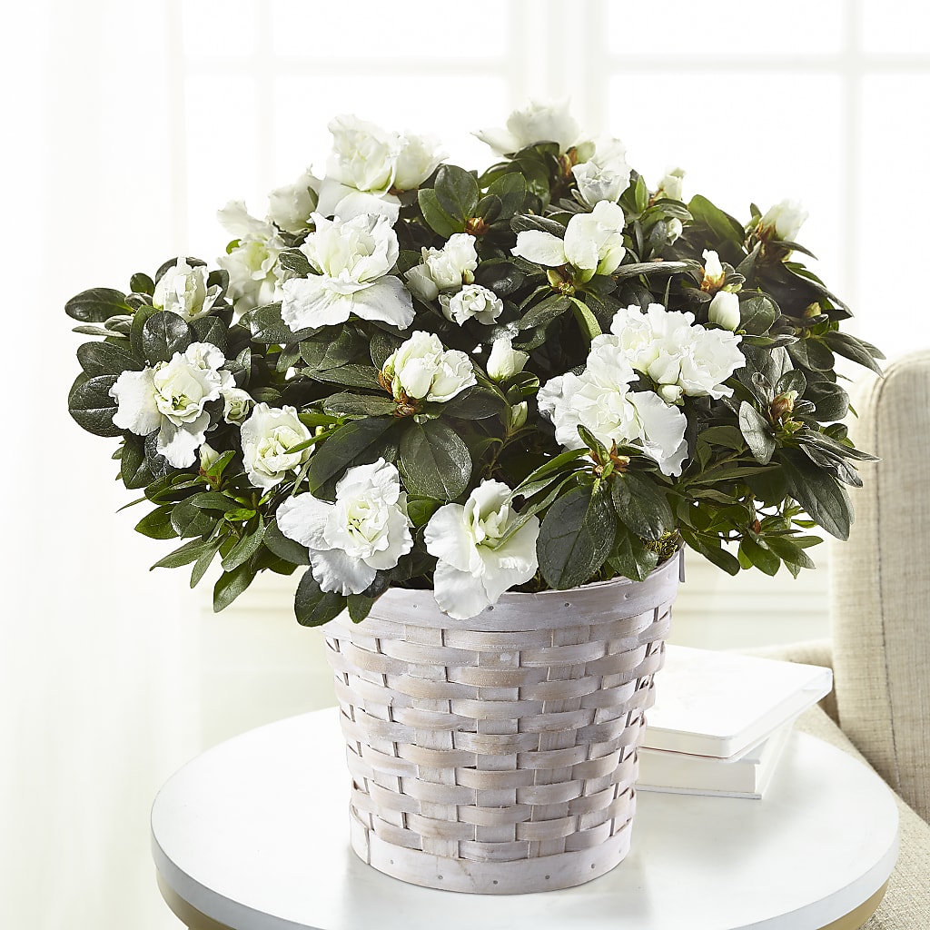White Azalea Plant – A Miracle Florist, Oxnard CA