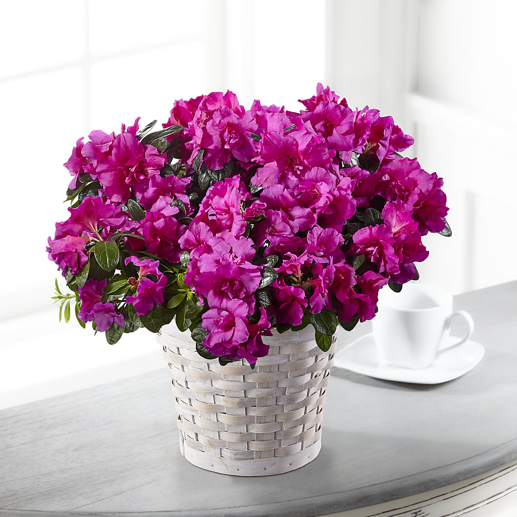 Hope & Serenity Azalea Plant – A Miracle Florist, Oxnard CA