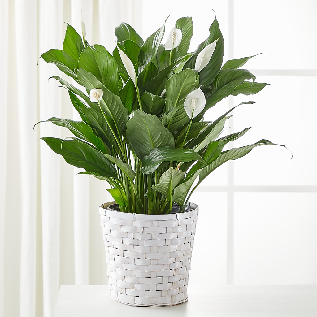 A New Leaf Peace Lily – A Miracle Florist, Oxnard CA