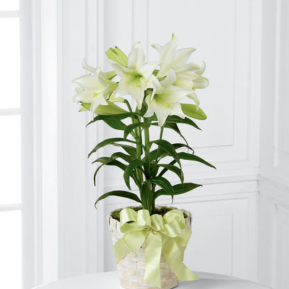 Easter Lily Plant –  A Miracle Florist, Oxnard CA