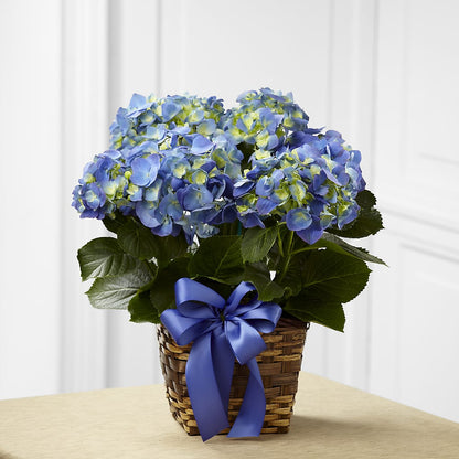 Blue Hydrangea Planter –  A Miracle Florist, Oxnard CA