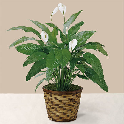 Tranquil Moments Peace Lily Plant –  A Miracle Florist, Oxnard CA