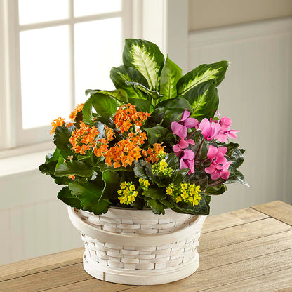 Color Crush Dishgarden –  A Miracle Florist, Oxnard CA
