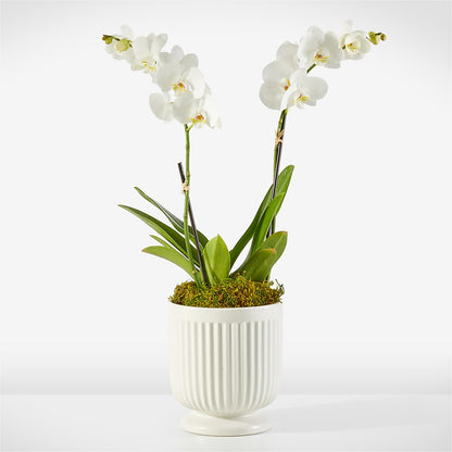 Whispering White Orchid