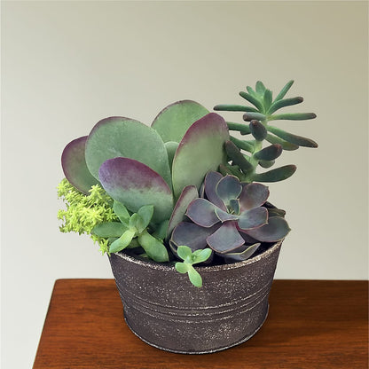 Lush Succulent Garden –  A Miracle Florist, Oxnard CA