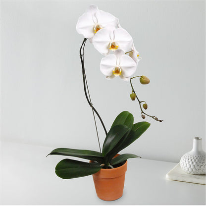 White Cascading Orchid –  A Miracle Florist, Oxnard CA
