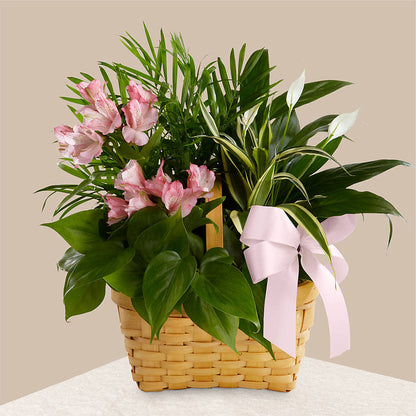 Living Spirit Dishgarden –  A Miracle Florist, Oxnard CA
