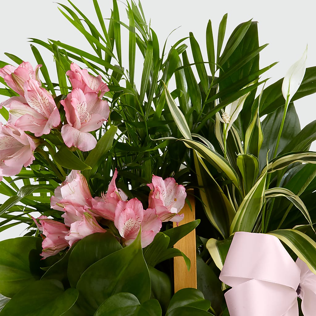 Living Spirit Dishgarden –  A Miracle Florist, Oxnard CA