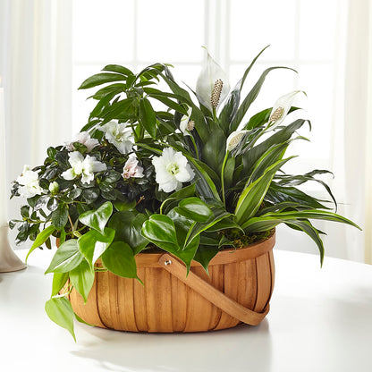 Serene Dishgarden –  A Miracle Florist, Oxnard CA