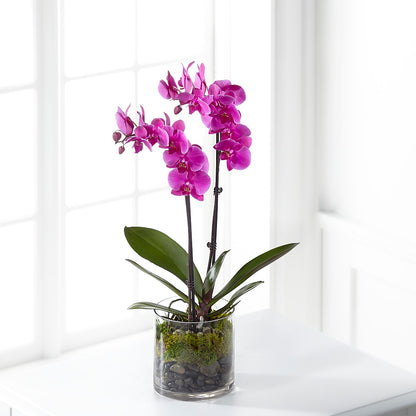 Pink Orchid Plant –  A Miracle Florist, Oxnard CA