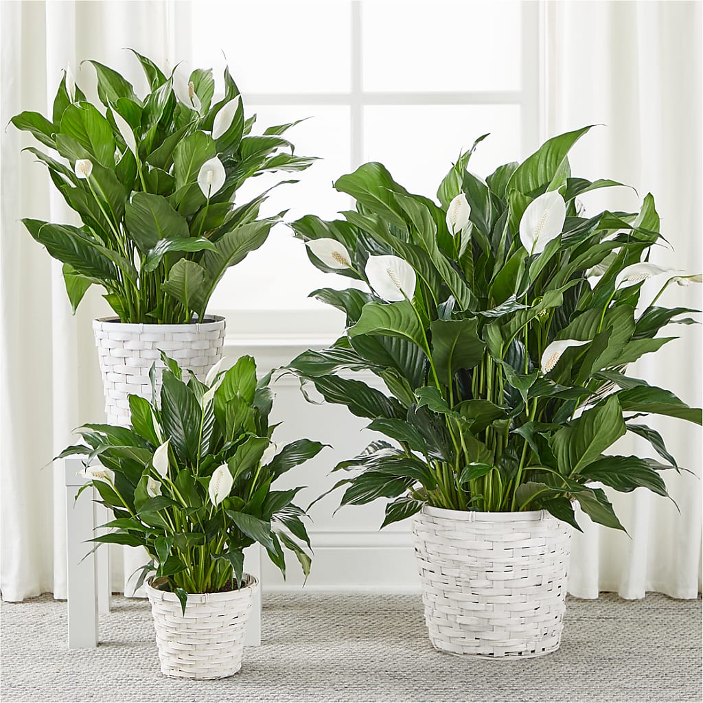 A New Leaf Peace Lily –  A Miracle Florist, Oxnard CA