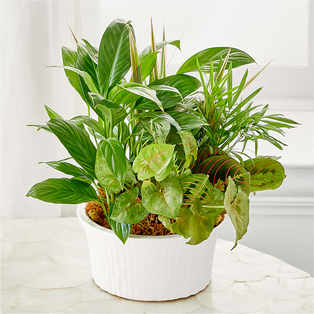Balance & Harmony Dishgarden –  A Miracle Florist, Oxnard CA