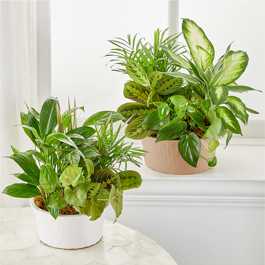 Balance & Harmony Dishgarden –  A Miracle Florist, Oxnard CA