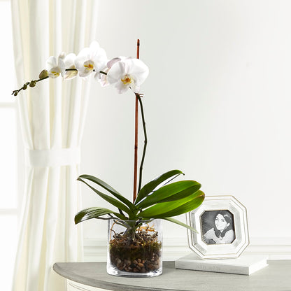 White Orchid Planter –  A Miracle Florist, Oxnard CA