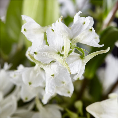 Classic Ivory – A Florist Original –  A Miracle Florist, Oxnard CA
